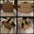 Plate carrier