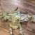 Plate Carrier