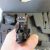 Springfield Armory Operator .45acp.3 Springfield Armory Operator .45acp.3