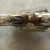 Colt Diamondback 38 Nickel Engraved.9 Colt Diamondback 38 Nickel Engraved.9